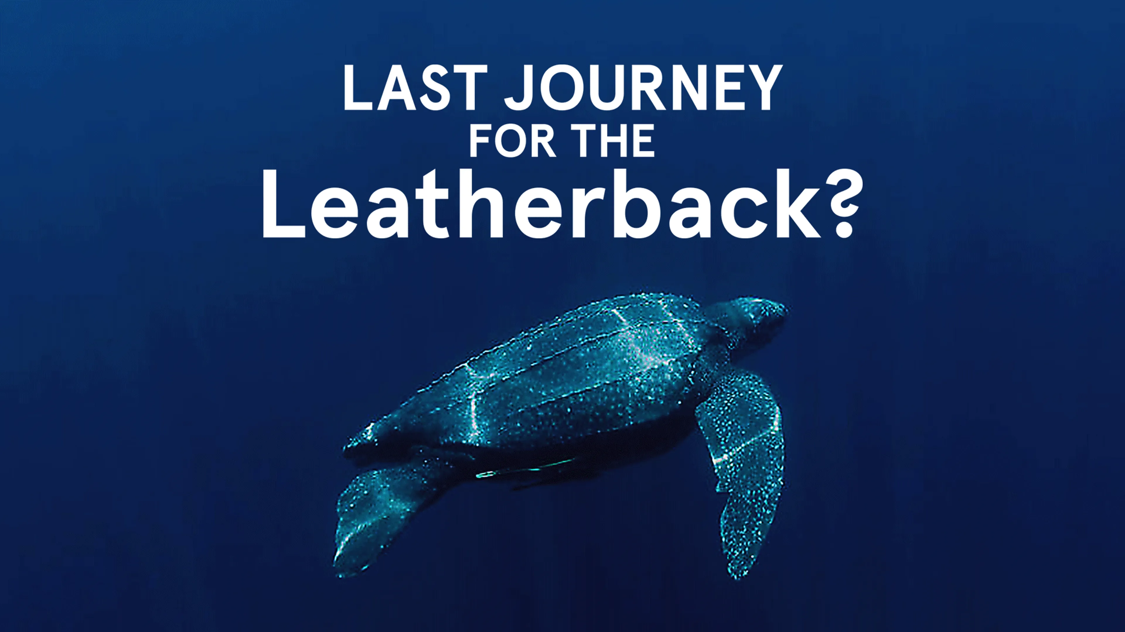 Last Journey for the Leatherback? poster